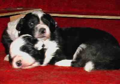 Festivo �felia ja �kerb�r